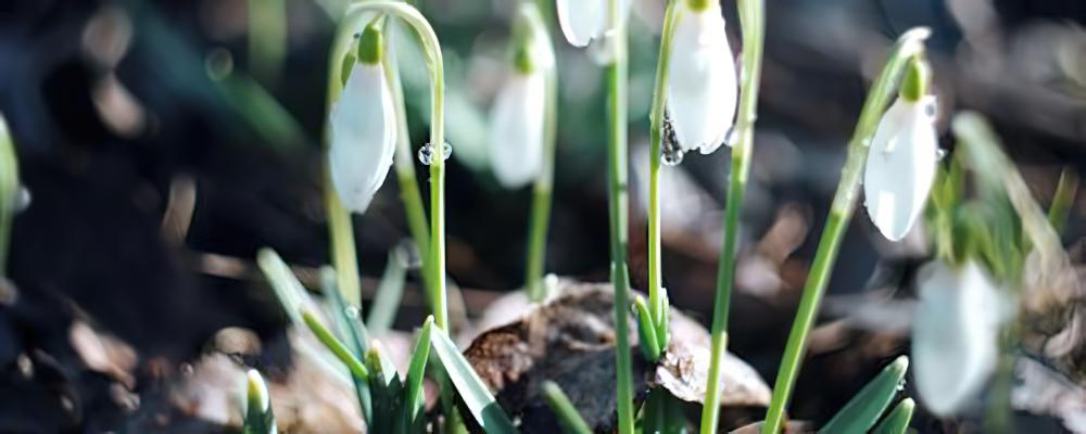 雪滴花