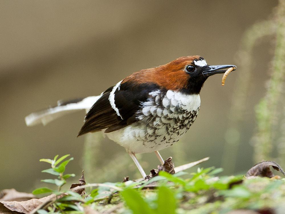 栗枕燕尾 / Chestnut-naped Forktail / Enicurus ruficapillus