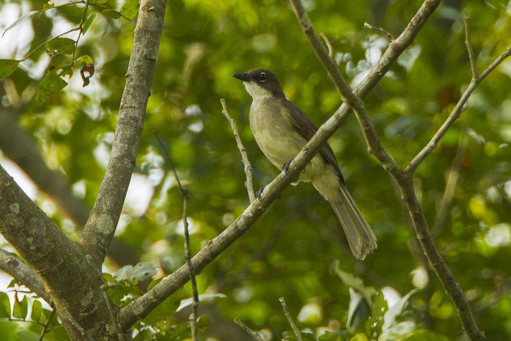 绿鸫鹎 / Simple Greenbul / Chlorocichla simplex