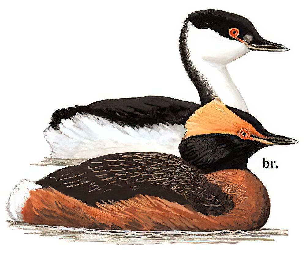 角䴙䴘 / Horned Grebe / Podiceps auritus