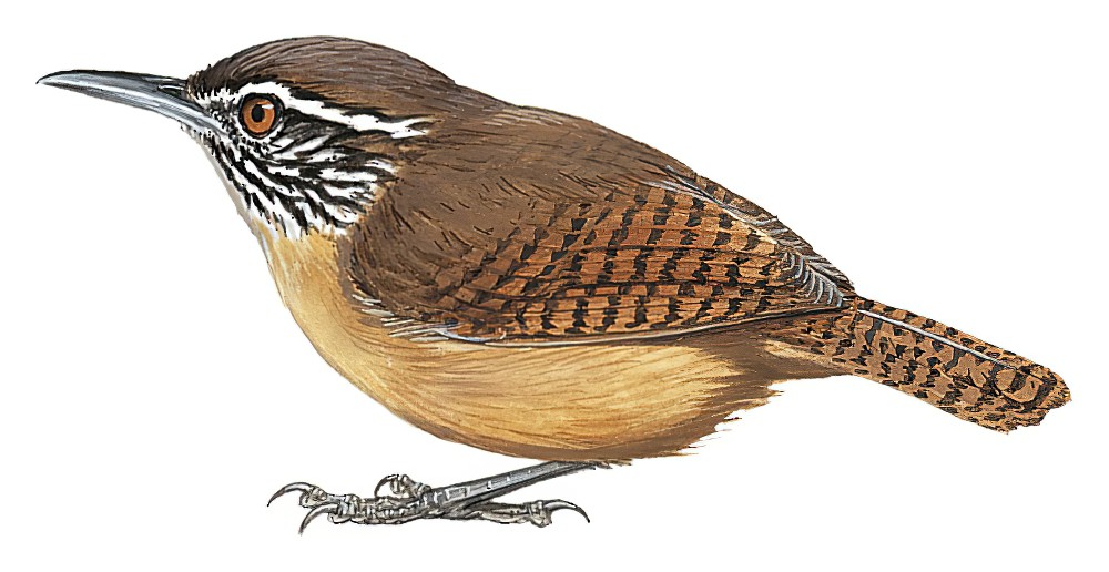 纹喉苇鹪鹩 / Stripe-throated Wren / Cantorchilus leucopogon