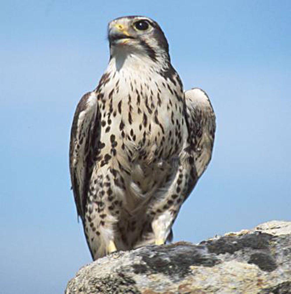 草原隼 / Prairie Falcon / Falco mexicanus