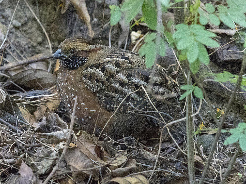 点斑林鹑 / Spotted Wood Quail / Odontophorus guttatus