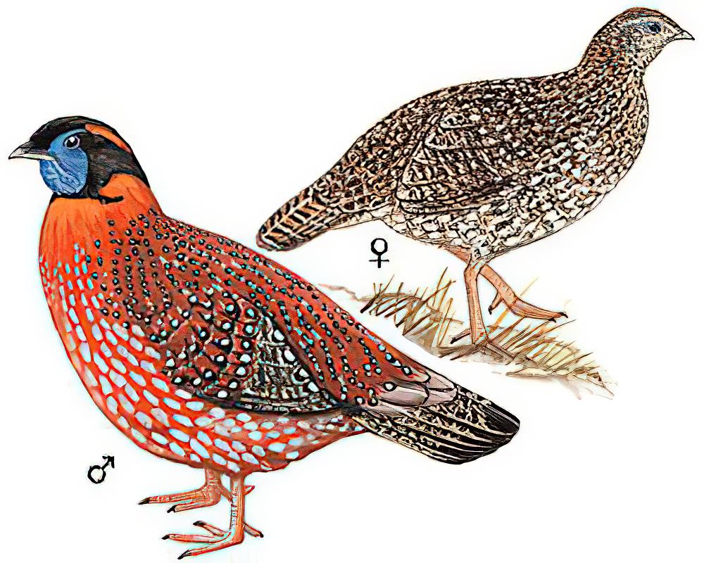 红腹角雉 / Temminck\'s Tragopan / Tragopan temminckii