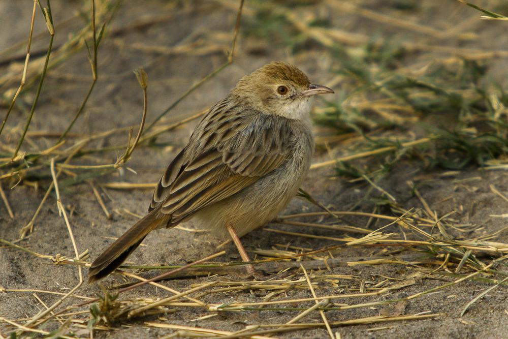 巧扇尾莺 / Rattling Cisticola / Cisticola chiniana