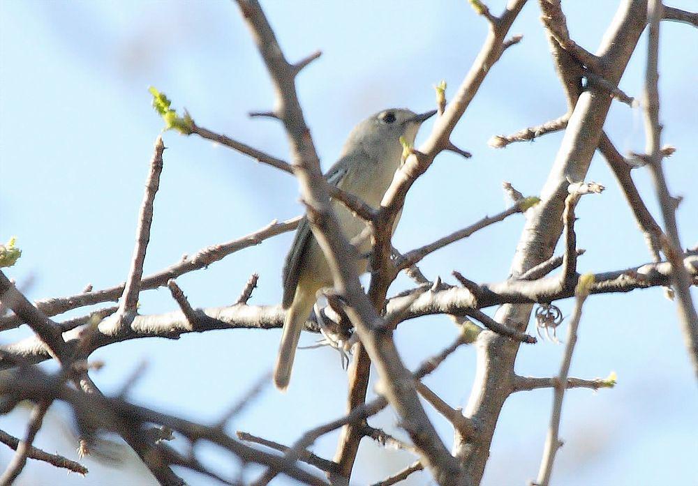 侏莺雀 / Dwarf Vireo / Vireo nelsoni