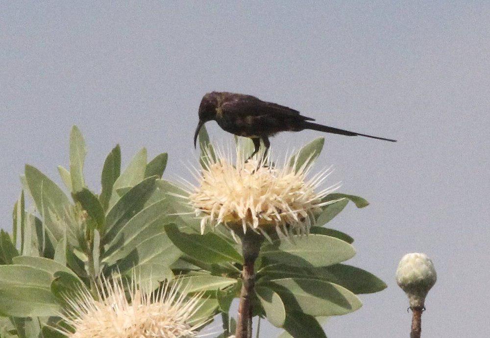 包氏花蜜鸟 / Bocage\'s Sunbird / Nectarinia bocagii