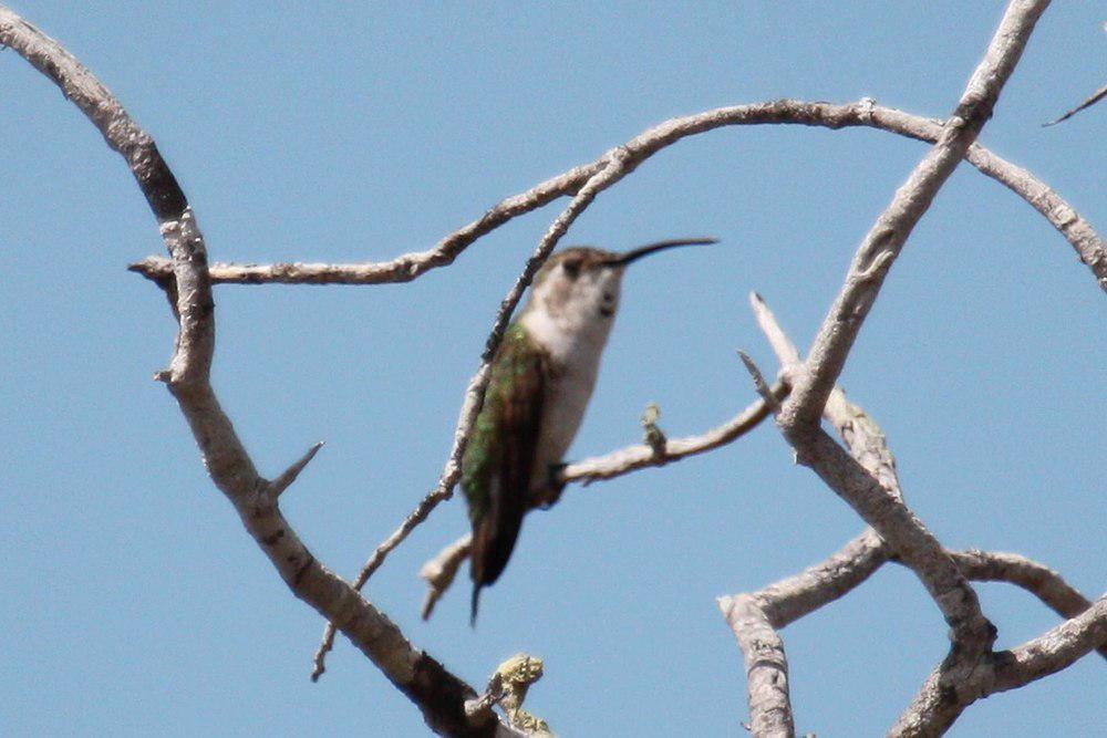 墨西哥剪尾蜂鸟 / Mexican Sheartail / Doricha eliza