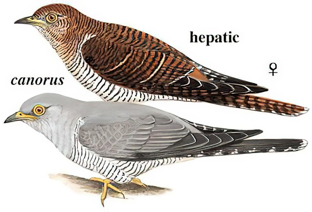 大杜鹃 / Common Cuckoo / Cuculus canorus