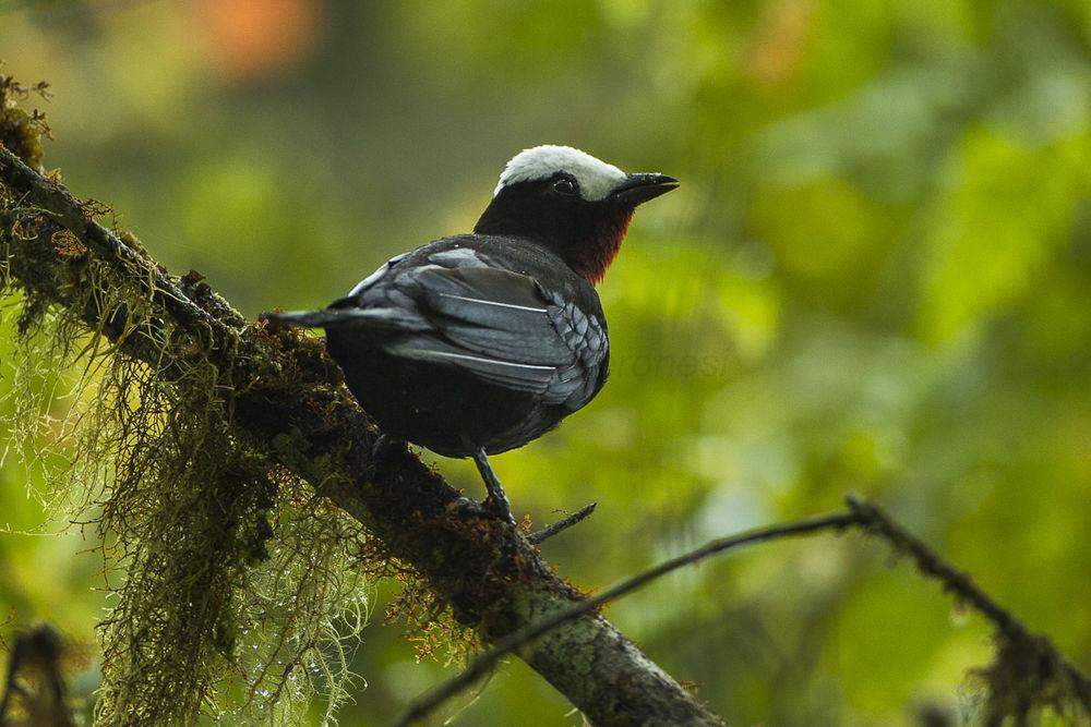 白顶唐纳雀 / White-capped Tanager / Sericossypha albocristata