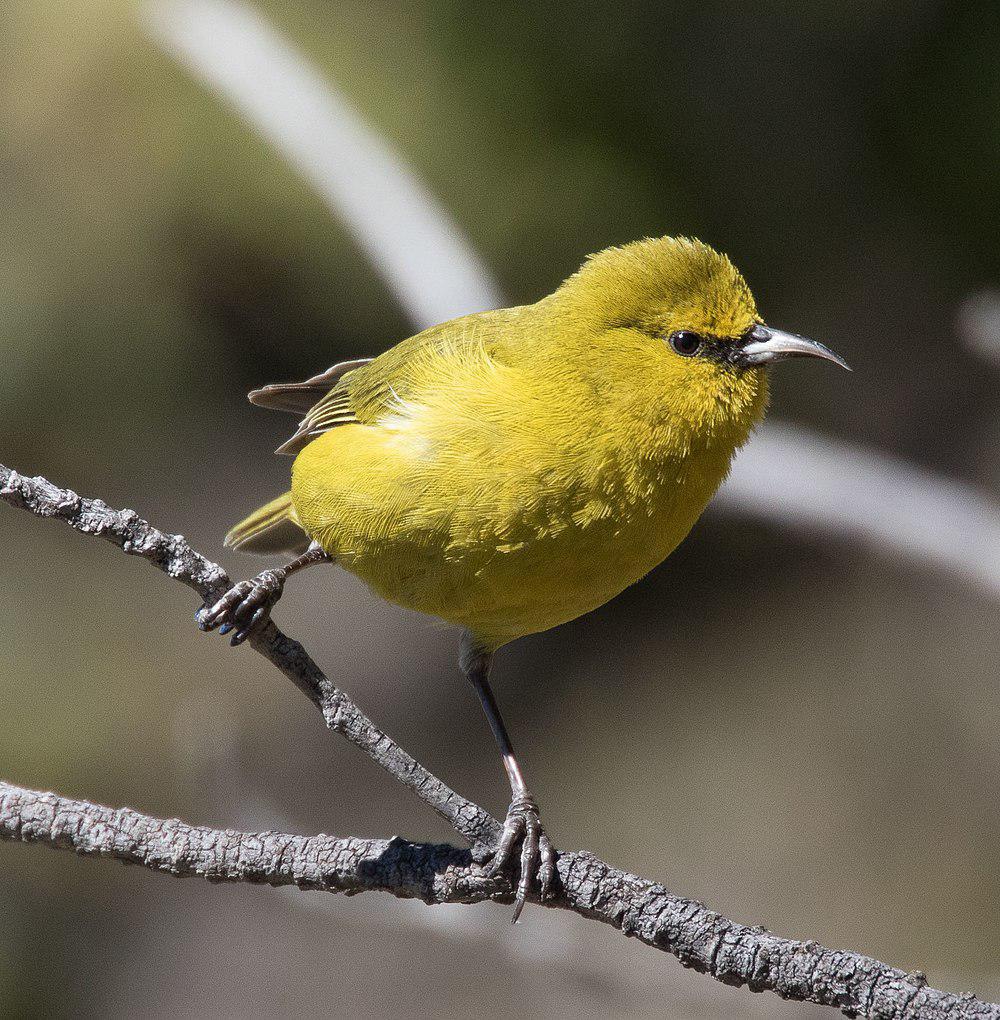 夏威夷绿雀 / Hawaii Amakihi / Chlorodrepanis virens