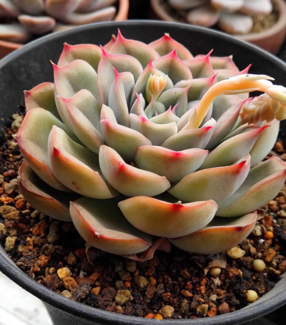 猎户座Echeveria Orion