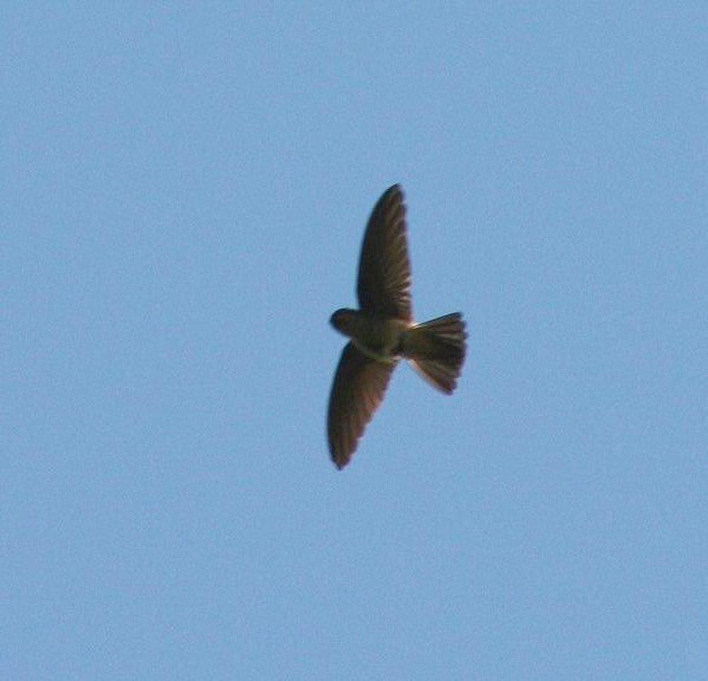 白腰金丝燕 / White-rumped Swiftlet / Aerodramus spodiopygius