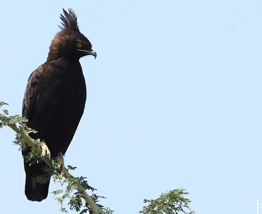 长冠鹰雕 / Long-crested Eagle / Lophaetus occipitalis