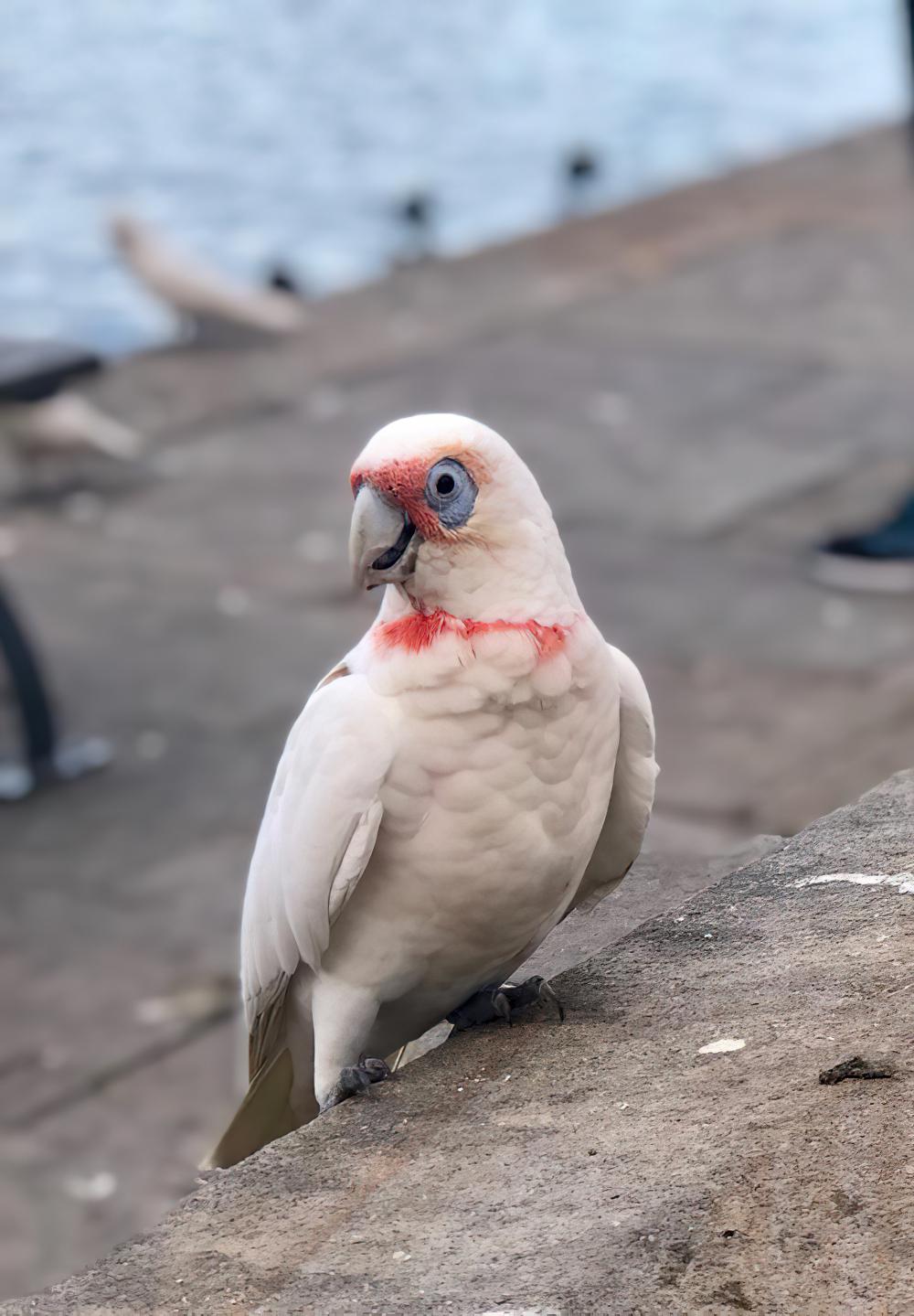 长嘴凤头鹦鹉 / Long-billed Corella / Cacatua tenuirostris