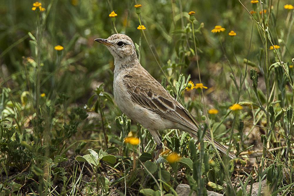 纯背鹨 / Plain-backed Pipit / Anthus leucophrys