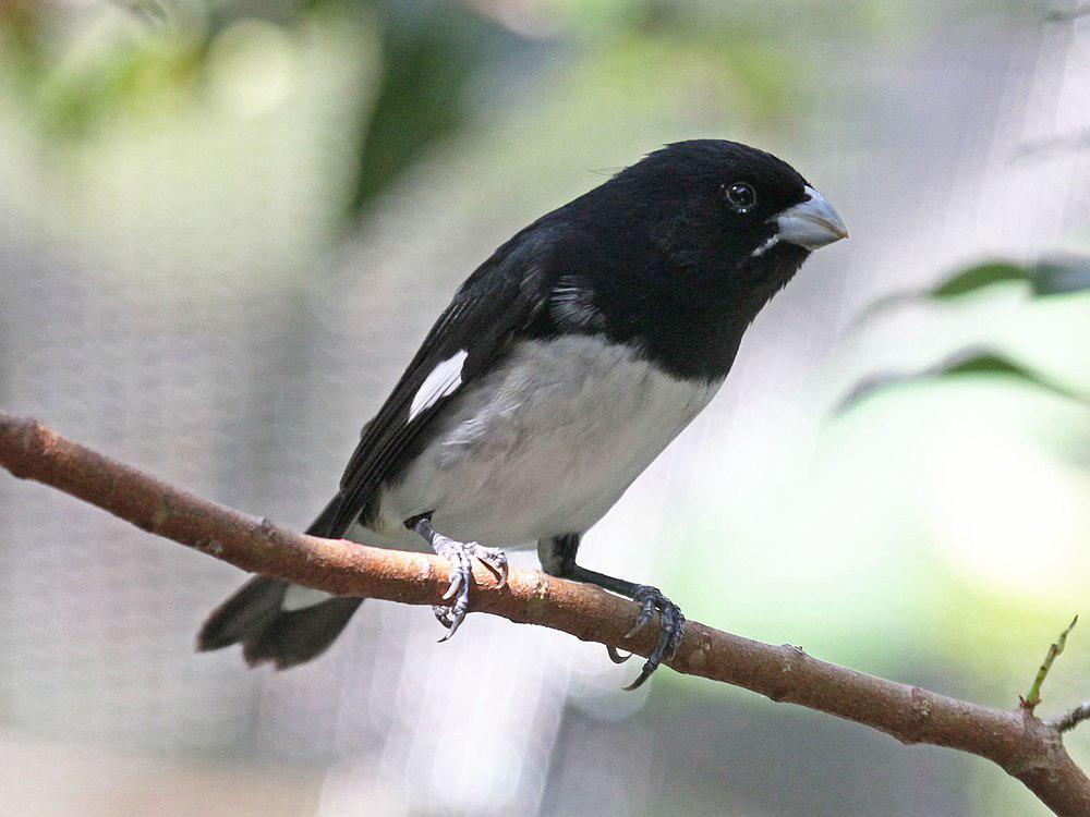 黑白食籽雀 / Black-and-white Seedeater / Sporophila luctuosa