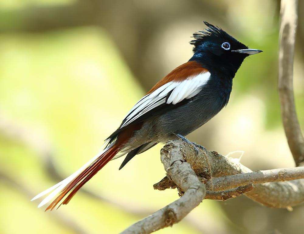 非洲寿带 / African Paradise Flycatcher / Terpsiphone viridis