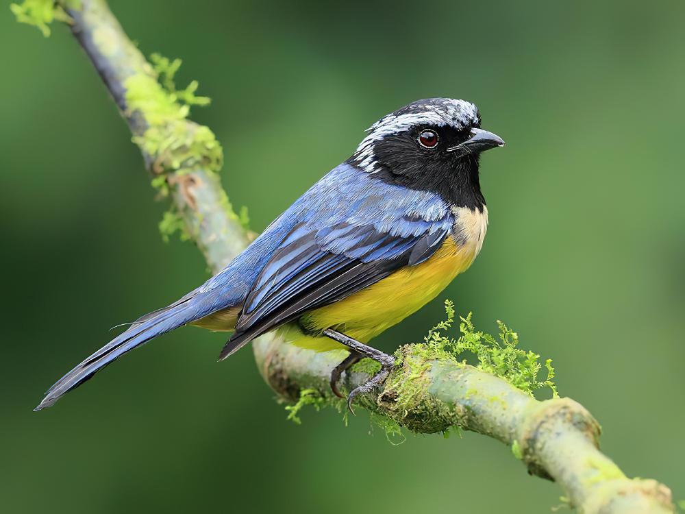 棕胸山裸鼻雀 / Buff-breasted Mountain Tanager / Dubusia taeniata