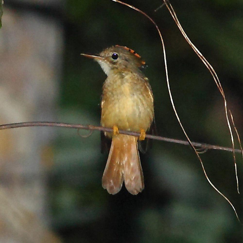 皇霸鹟 / Amazonian Royal Flycatcher / Onychorhynchus coronatus