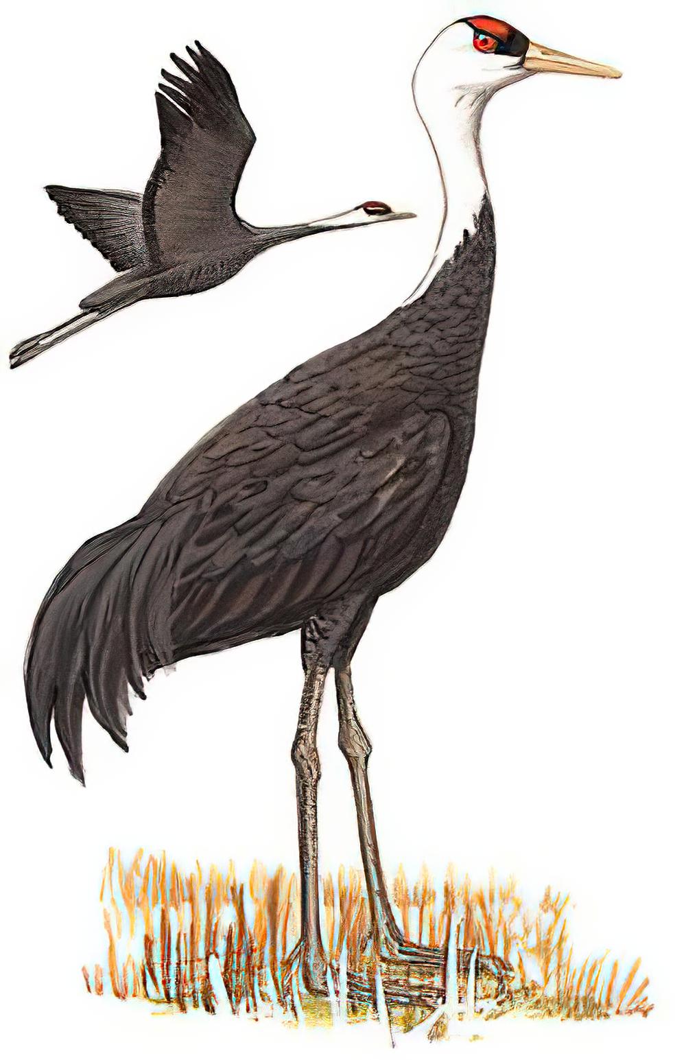 白头鹤 / Hooded Crane / Grus monacha