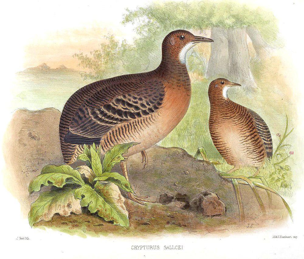 棕穴䳍 / Thicket Tinamou / Crypturellus cinnamomeus