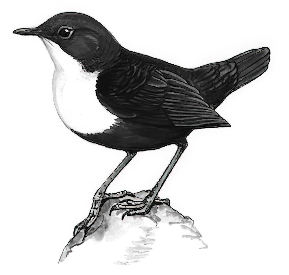 河乌 / White-throated Dipper / Cinclus cinclus