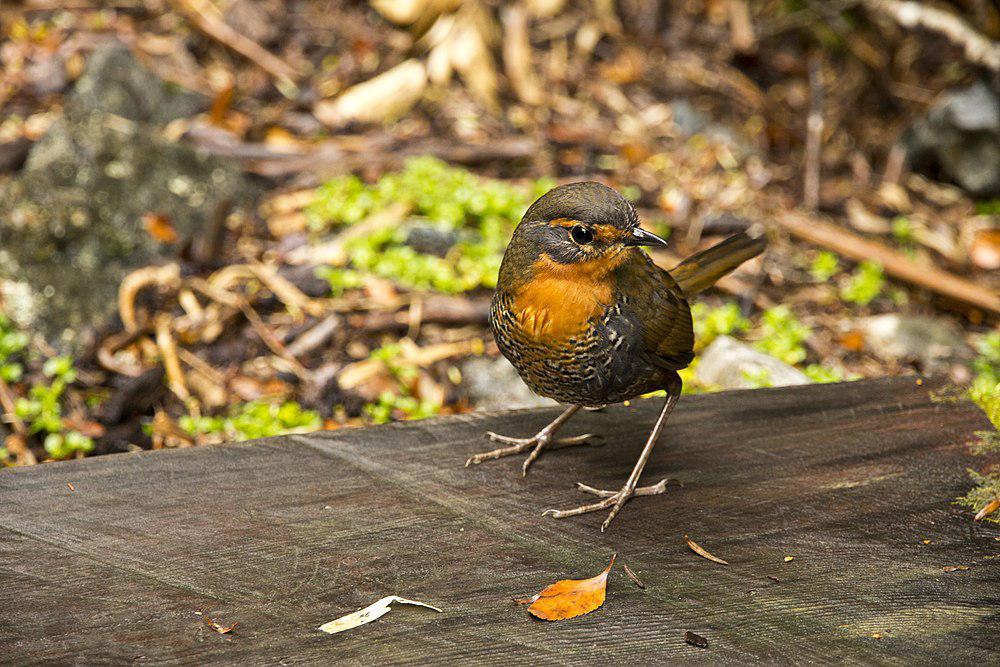 智利窜鸟 / Chucao Tapaculo / Scelorchilus rubecula