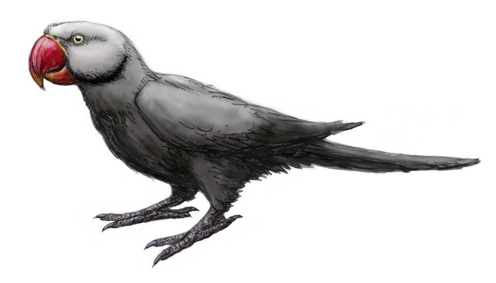 毛里求斯灰鹦鹉 / Mascarene Grey Parakeet / Psittacula bensoni