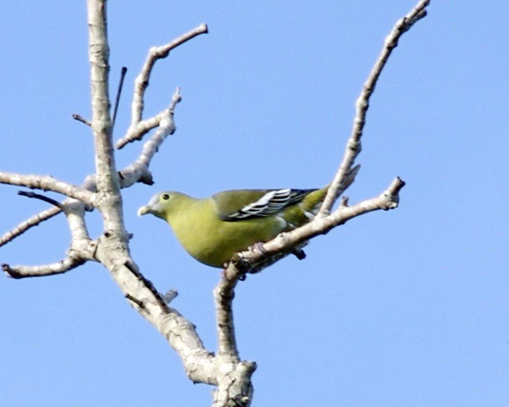 灰颊绿鸠 / Grey-cheeked Green Pigeon / Treron griseicauda