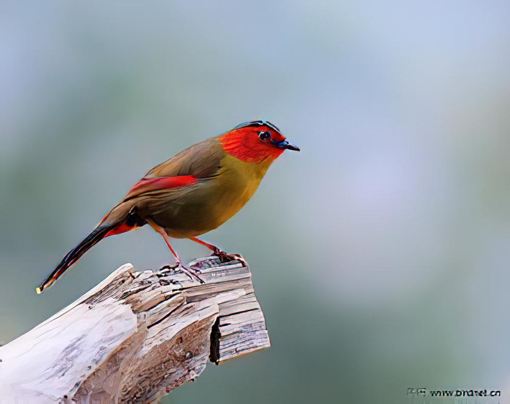 红翅薮鹛 / Scarlet-faced Liocichla / Liocichla ripponi