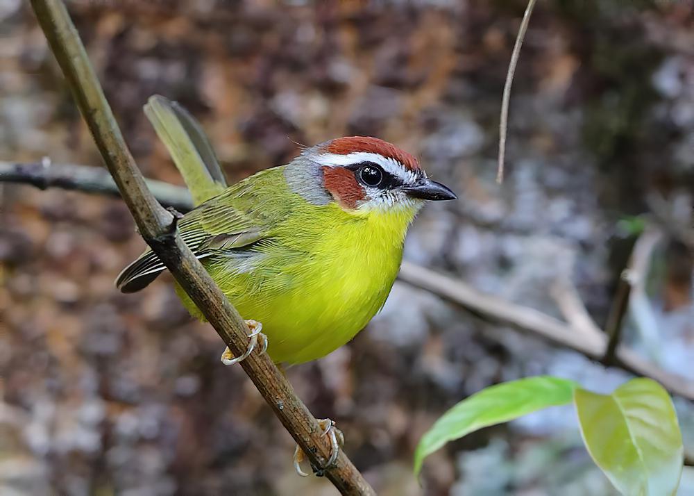 棕顶王森莺 / Rufous-capped Warbler / Basileuterus rufifrons