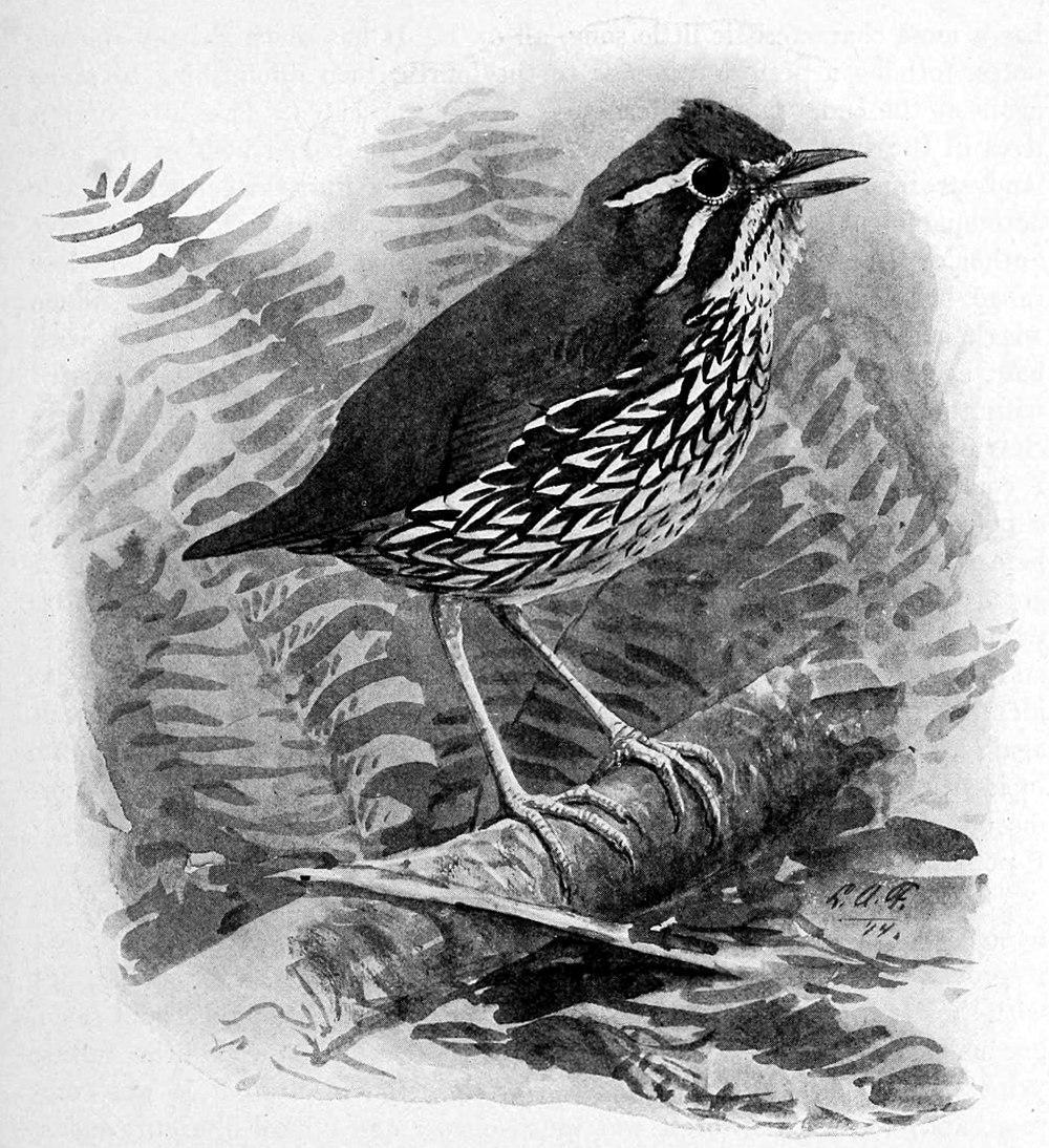 施氏蚁鸫 / Schwartz\'s Antthrush / Chamaeza turdina