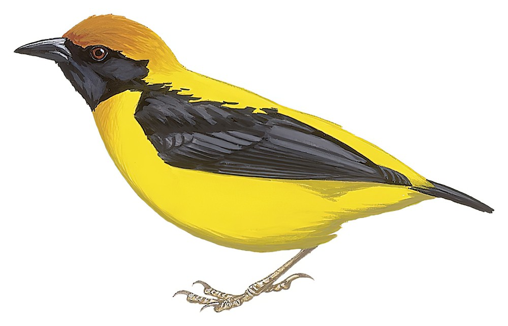 金背织雀 / Preuss's Weaver / Ploceus preussi