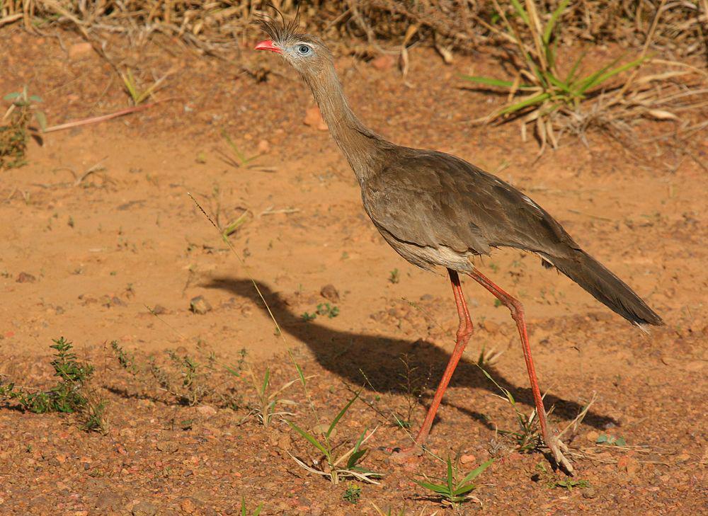 红腿叫鹤 / Red-legged Seriema / Cariama cristata