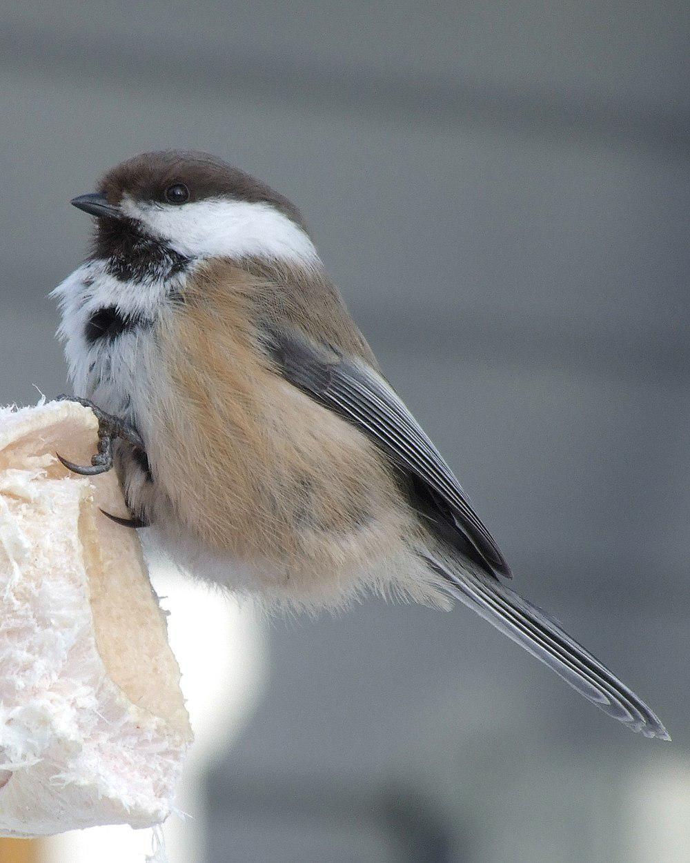 西伯利亚山雀 / Grey-headed Chickadee / Poecile cinctus