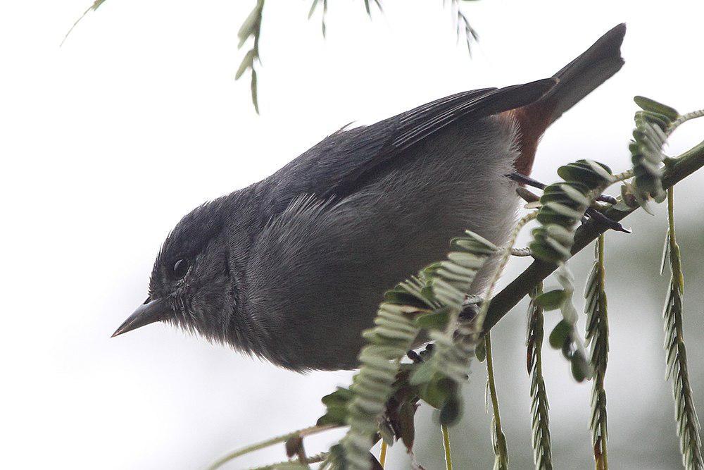 栗腹锥嘴雀 / Chestnut-vented Conebill / Conirostrum speciosum