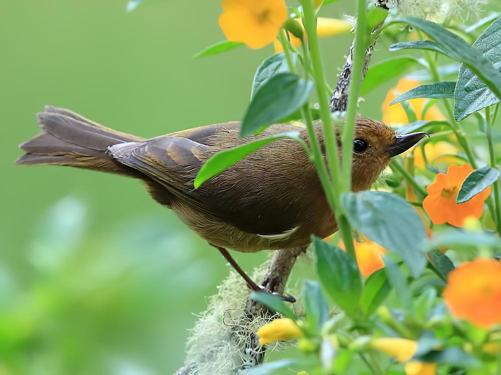 白胁刺花鸟 / White-sided Flowerpiercer / Diglossa albilatera