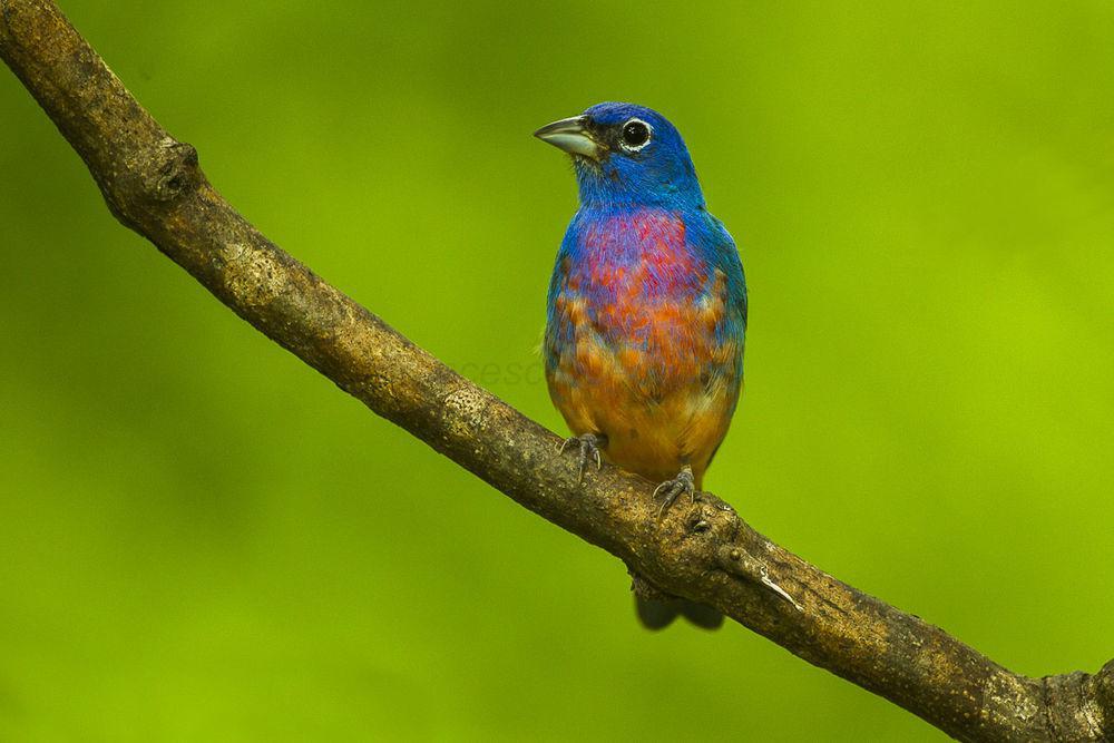 粉腹彩鹀 / Rose-bellied Bunting / Passerina rositae