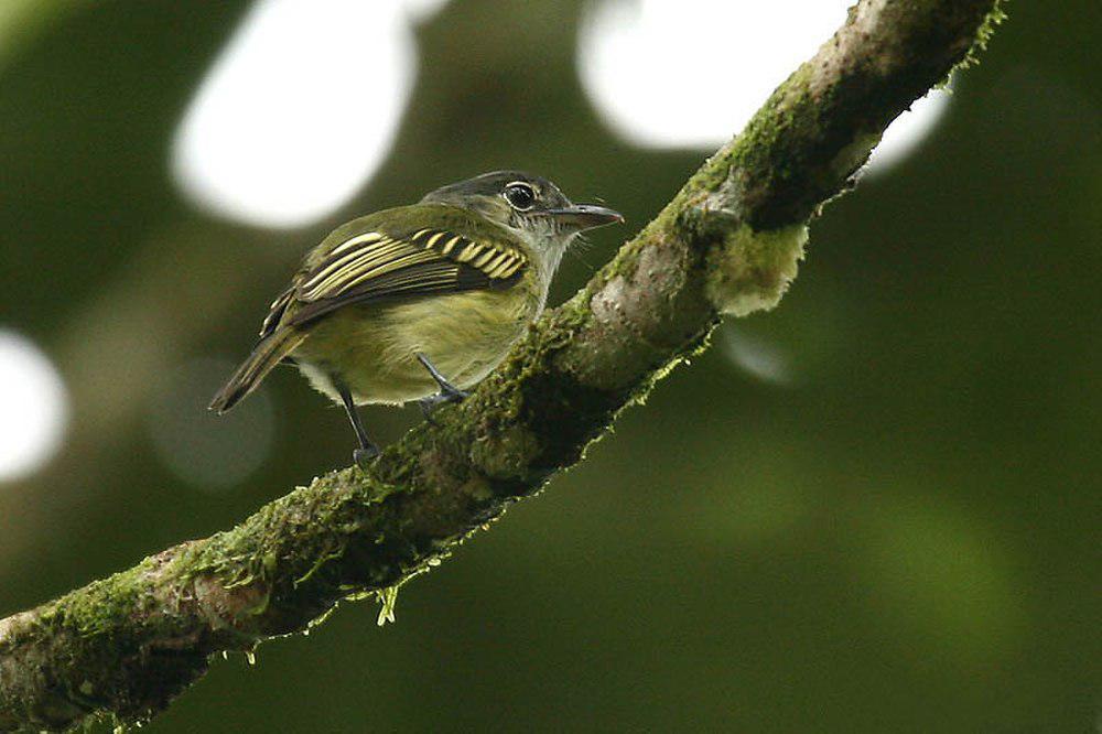 黄羽缘霸鹟 / Yellow-margined Flatbill / Tolmomyias flavotectus