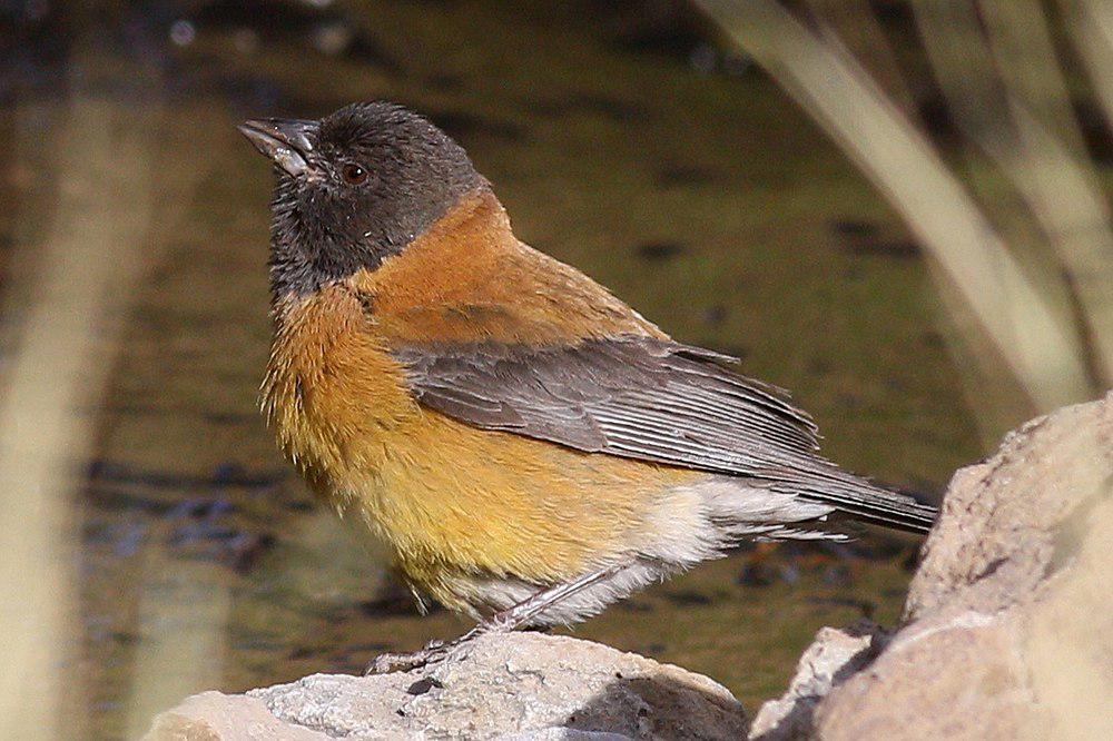 黑头岭雀鹀 / Black-hooded Sierra Finch / Phrygilus atriceps