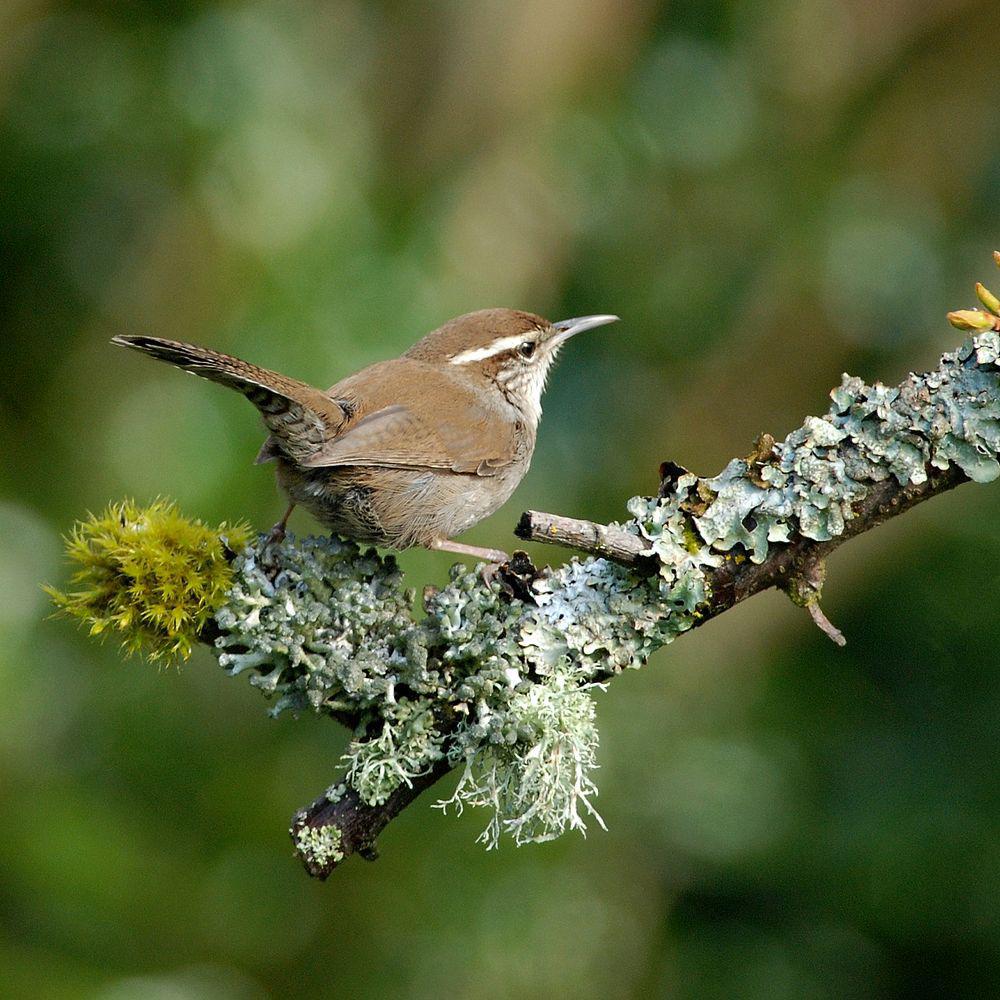 比氏苇鹪鹩 / Bewick\'s Wren / Thryomanes bewickii