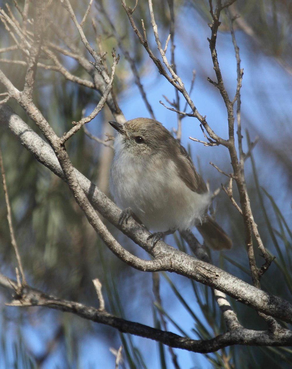 蓝灰刺嘴莺 / Slaty-backed Thornbill / Acanthiza robustirostris