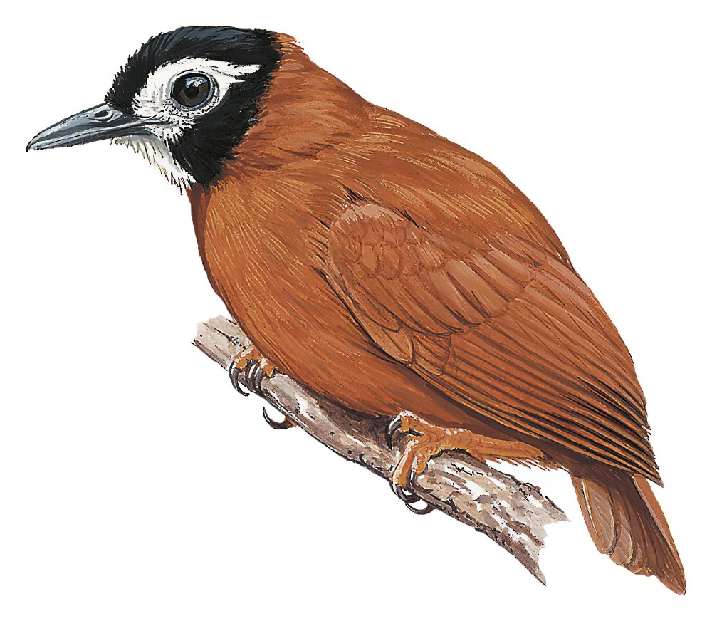 白脸蚁鸟 / White-masked Antbird / Pithys castaneus